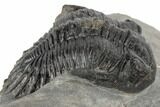Bargain, Kayserops Megaspina Trilobite - Bou Lachrhal, Morocco #189749-3